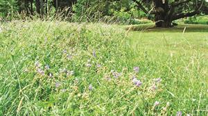Meadow at The Priory